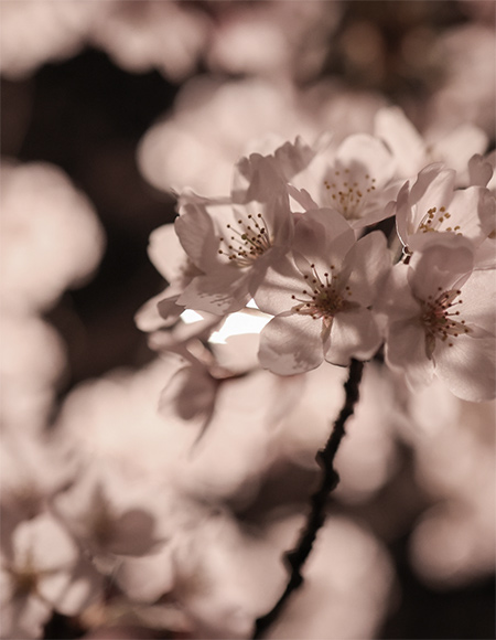 咲き誇る桜色を求めて